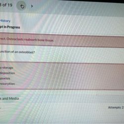 Case study #4 bone breakdown answers