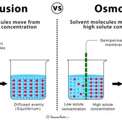 Osmosis and diffusion test questions