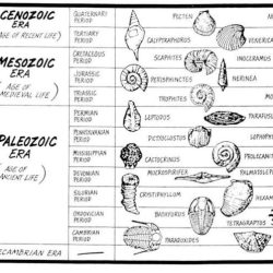 Using index fossils lab answer key