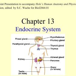 Test chapter 7:13 endocrine system