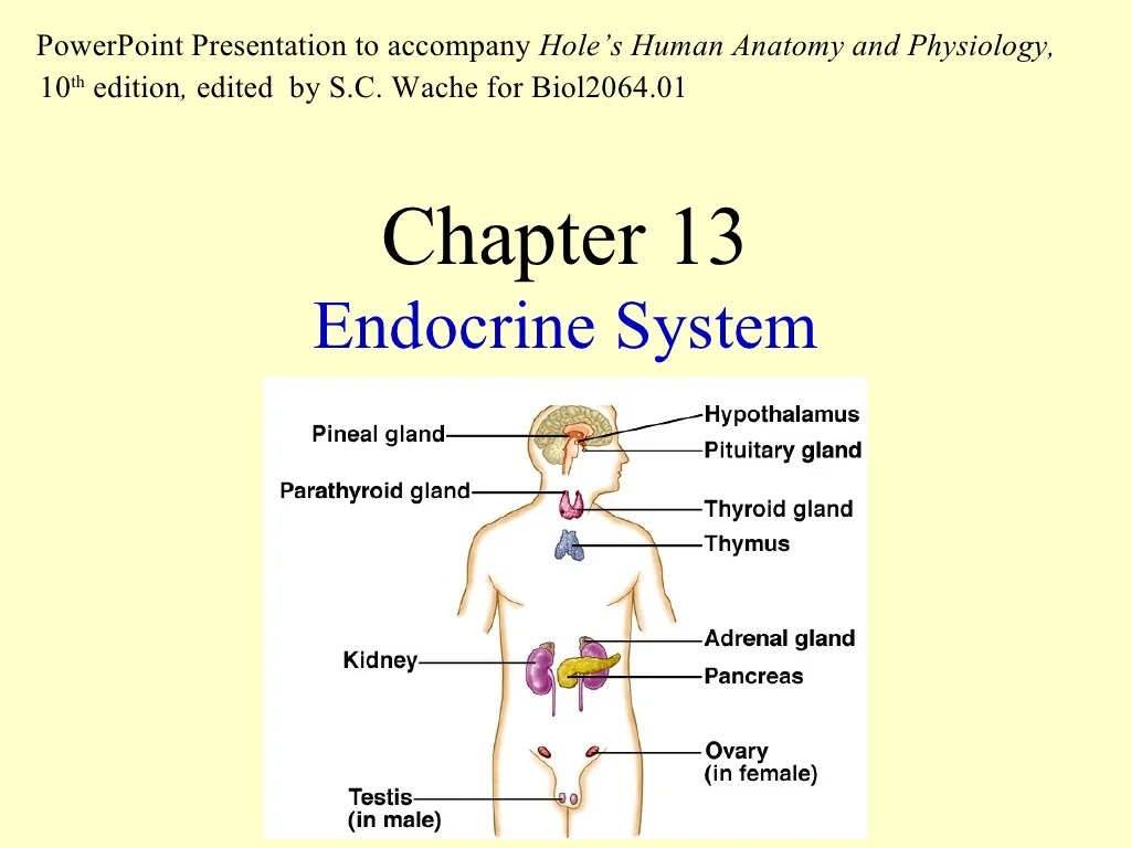 Test chapter 7:13 endocrine system